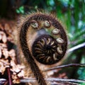 A new fern frond called a koru just starting to unfurl into a new leaf, New Zealand Royalty Free Stock Photo