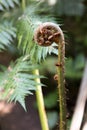 New Fern Frond Koru Royalty Free Stock Photo