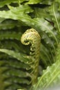 New fern frond unfurling in garden Royalty Free Stock Photo