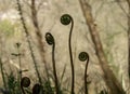 New fern growth in the moody spring forest Royalty Free Stock Photo