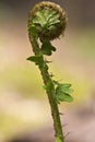 New fern leaf Royalty Free Stock Photo