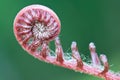 A new fern leaf . Royalty Free Stock Photo