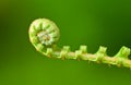 New fern leaf Royalty Free Stock Photo