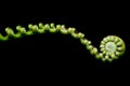 New Fern Leaf isolated on black Royalty Free Stock Photo