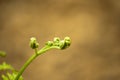New fern leaves beginning to open Royalty Free Stock Photo