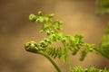 New fern leaves beginning to open Royalty Free Stock Photo