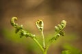 New fern leaves beginning to open Royalty Free Stock Photo