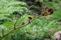 New Fern tree Leaf. Cyatheaceae. Royalty Free Stock Photo