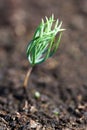 New fir seedling. Royalty Free Stock Photo