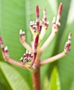 New flower buds