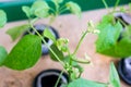 New flower buds growing on a hydroponic plant