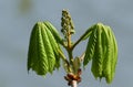 The new flower and leaves of a Horse Chestnut tree, Aesculus hippocastanum, opening up in the spring sunshine. Royalty Free Stock Photo