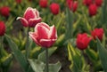 New flowers. fresh spring flowers. Tulip is symbol of Holland. pink vibrant flowers. field with tulips in netherlands Royalty Free Stock Photo