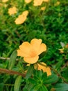 New flowers pictures uploaded Royalty Free Stock Photo