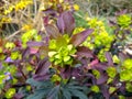 Euphorbia amygdaloides `Purpurea` Royalty Free Stock Photo