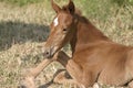 New foal