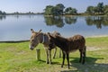 New forest