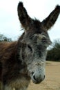 New Forest Donkey Royalty Free Stock Photo
