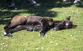 New forest foal Royalty Free Stock Photo