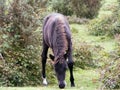 New Forest Foal Royalty Free Stock Photo