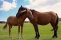 New Forest Mare and Foal Royalty Free Stock Photo