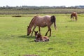 New Forest mare and foal. Royalty Free Stock Photo