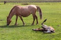 New Forest mare and foal. Royalty Free Stock Photo