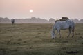 New Forest misty scene with white ponies feeding at dawn