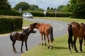 New Forest ponies in Hampshire Royalty Free Stock Photo