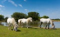 New Forest ponies by lake Hampshire England Royalty Free Stock Photo
