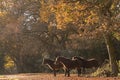 New Forest ponies sheltering under the trees in Autumn in the New Forest Hampshire