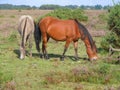 Forest ponies grazing on grass