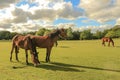 New Forest ponies Royalty Free Stock Photo
