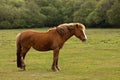 New Forest Pony Royalty Free Stock Photo