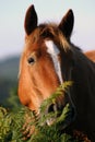 New Forest Pony Royalty Free Stock Photo