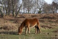 New forest pony Royalty Free Stock Photo