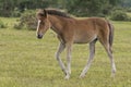 New Forest pony foal Royalty Free Stock Photo