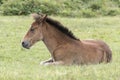 New Forest Pony Foal Royalty Free Stock Photo