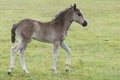 New Forest Pony Foal Royalty Free Stock Photo