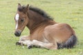 New Forest Pony Foal Royalty Free Stock Photo