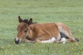 New Forest Pony Foal Royalty Free Stock Photo