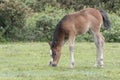 New Forest Pony Foal Royalty Free Stock Photo