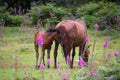 New forest pony with foal Royalty Free Stock Photo