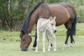 New Forest Pony Foal with its mother Royalty Free Stock Photo