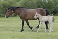 New Forest Pony Foal with mother Royalty Free Stock Photo