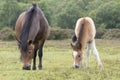 New Forest Pony Foal with mother Royalty Free Stock Photo