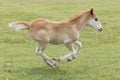 New Forest Pony Foal running Royalty Free Stock Photo