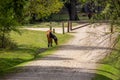 A New Forest pony grazing on the road side Royalty Free Stock Photo