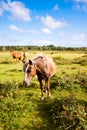 New forest pony on a green field Royalty Free Stock Photo