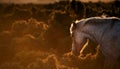 New Forest pony horse backlit by sun